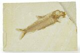 Detailed Fossil Fish (Knightia) - Wyoming #363888-1